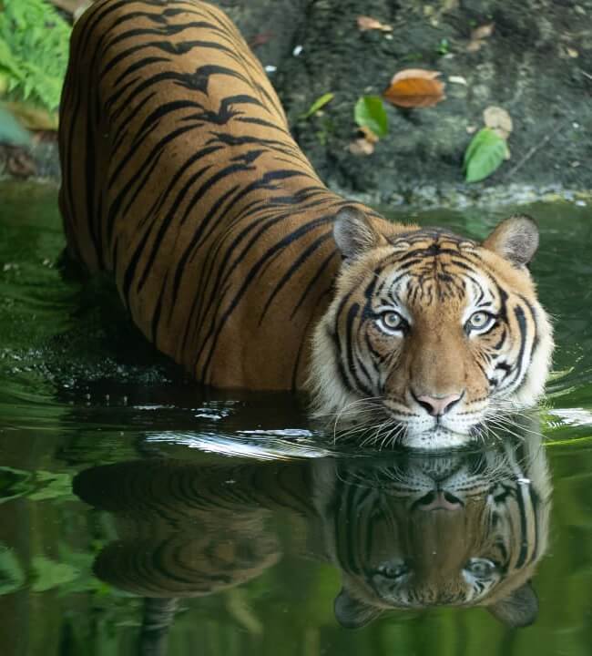 Malaysia's Last Tiger Movie Poster