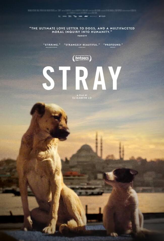 Stray Movie Poster